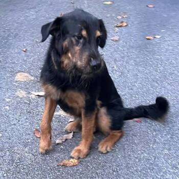 Bullwinkle -  Labrador Retriever and Wirehaired Terrier Dog for Adoption in Nashville, Tennessee - Bullwinkle | PetCurious