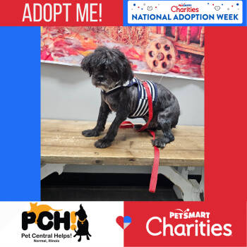 Rescue Shih Tzu Dogs for Adoption in Normal, Illinois - Arnold | PetCurious