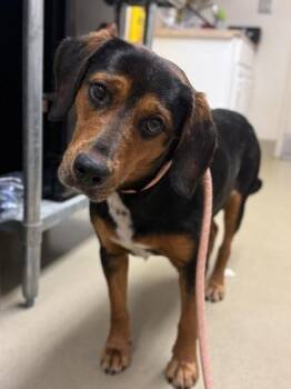 Hound and Mixed Breed Dogs Available for Adoption in King William, Virginia - Swiss Roll | PetCurious