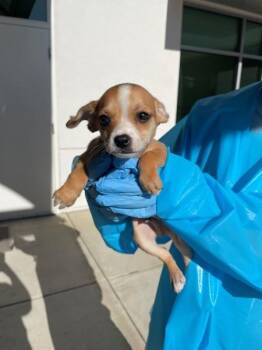 Timmy Tri Tip -  Chihuahua Dog for Adoption in Walnut Creek, California - Timmy Tri Tip | PetCurious