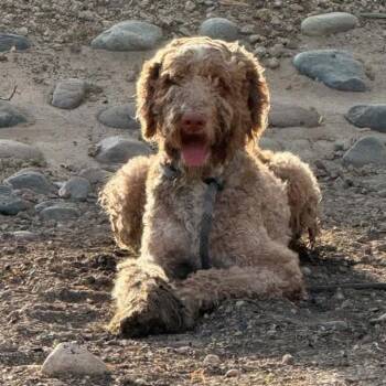 DTW-Stray-1249 -  Standard Poodle and Labradoodle Dog for Adoption in Phoenix, Arizona - DTW-Stray-1249 | PetCurious