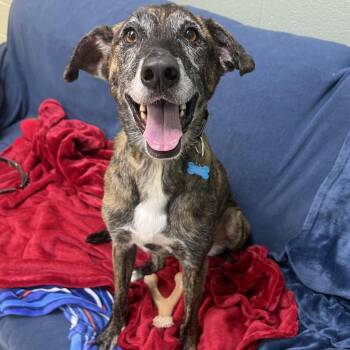 Vaya -  Mixed Breed Dog for Adoption in State College, Pennsylvania - Vaya | PetCurious
