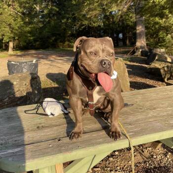 Chata -  English Bulldog Dog for Adoption in Kennebunk, Maine - Chata | PetCurious