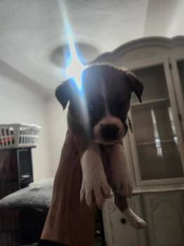 Shepherd and Pit Bull Terrier Dogs Available for Adoption in Calgary, Alberta - Mozart | PetCurious