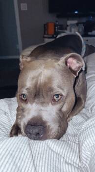 Pit Bull Terrier Dogs Available for Adoption in Mckinney, Texas - Marley | PetCurious