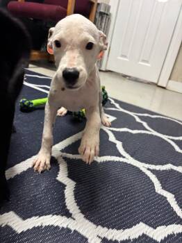 Ash -  Mixed Breed Dog for Adoption in Metter, Georgia - Ash | PetCurious