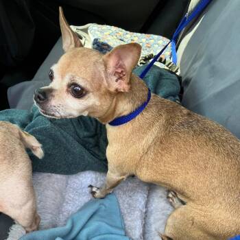 CANALITA -  Chihuahua Dog for Adoption in Waterford, New Jersey - CANALITA | PetCurious