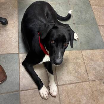 Cora -  Mixed Breed Dog for Adoption in Chattanooga, Tennessee - Cora | PetCurious