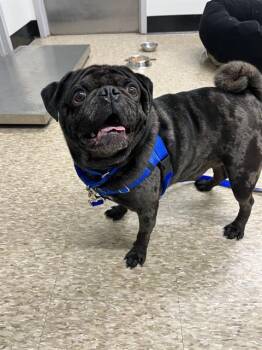 MYLO -  Pug Dog for Adoption in Boston, Massachusetts - MYLO | PetCurious