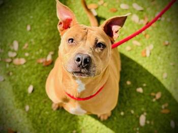 BAILEY PEARL -  Pit Bull Terrier and Mixed Breed Dog for Adoption in Orlando, Florida - BAILEY PEARL | PetCurious