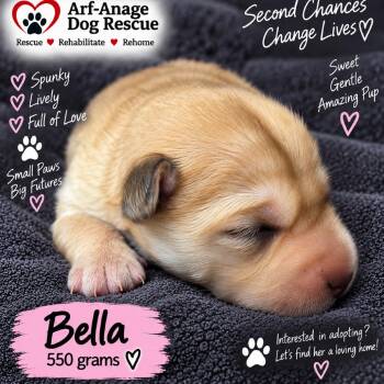 Bella -  Terrier and Mixed Breed Dog for Adoption in Phoenix, Arizona - Bella | PetCurious