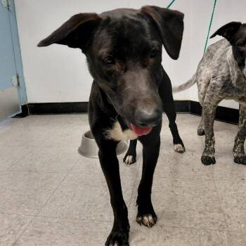 Sailor 26-09-057 -  Labrador Retriever Dog for Adoption in Bastrop, Texas - Sailor 26-09-057 | PetCurious