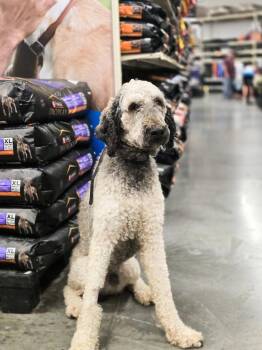Westchester -  Poodle Dog for Adoption in Salt Lake City, Utah - Westchester | PetCurious