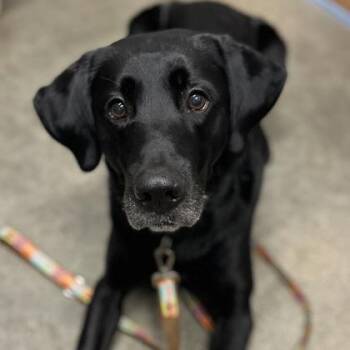 Mixed Breed Dogs Available for Adoption in Janesville, Wisconsin - Teddy | PetCurious