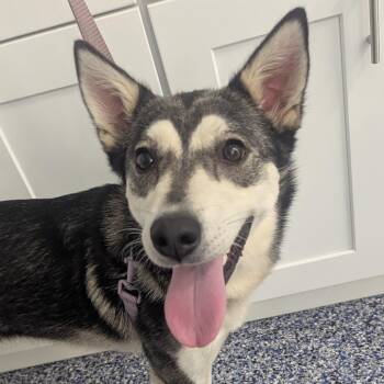 Luna -  Husky Dog for Adoption in Fenton, Michigan - Luna | PetCurious