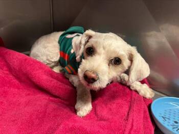 AITANA -  Poodle and Mixed Breed Dog for Adoption in Albuquerque, New Mexico - AITANA | PetCurious