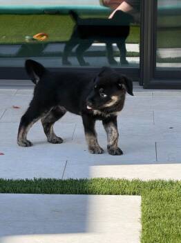 Curse -  Shepherd and Pit Bull Terrier Dog for Adoption in Phoenix, Arizona - Curse | PetCurious