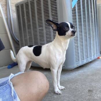 Carrie -  Terrier Dog for Adoption in Jacksboro, Tennessee - Carrie | PetCurious