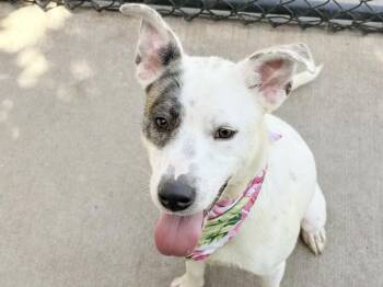 PARTNER -  Labrador Retriever Dog for Adoption in Tulsa, Oklahoma - PARTNER | PetCurious