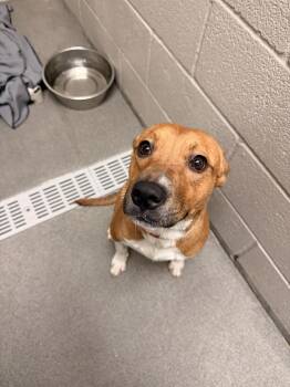 Rescue Mixed Breed Dogs for Adoption in Carrollton, Texas - Nash | PetCurious
