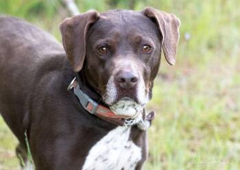 Pointer Dogs Available for Adoption in Monroe, Georgia - Sammy #5685 | PetCurious