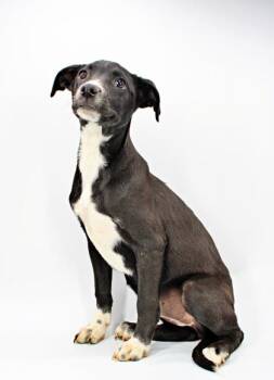 Collie and Mixed Breed Dogs Available for Adoption in Morton Grove, Illinois - Nessie | PetCurious