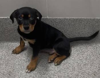 Boxer and Mixed Breed Dogs Available for Adoption - ILYA | PetCurious