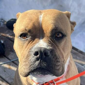 Labrador Retriever Dogs Available for Adoption in Niagara Falls, Ontario - Mocha (20260413-01) | PetCurious