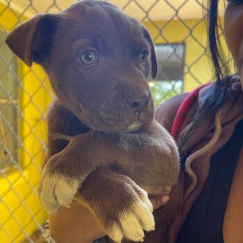 Mixed Breed Dogs Available for Adoption in Valley, Alabama - Hershey | PetCurious