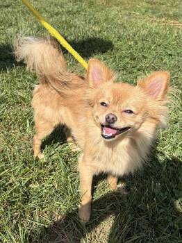 Teddy -  Chihuahua Dog for Adoption in Winchester, Virginia - Teddy | PetCurious