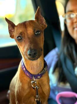 Emma -  Miniature Pinscher Dog for Adoption in Worcester, Massachusetts - Emma | PetCurious