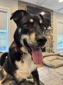 Black Labrador Retriever and Husky Dogs Available for Adoption in Mooresville, North Carolina - Phoenix | PetCurious