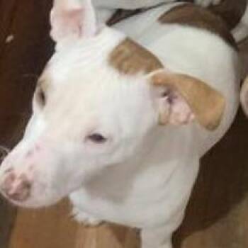 Jake -  Pit Bull Terrier and Chihuahua Dog for Adoption in Milan, Illinois - Jake | PetCurious
