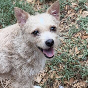 Nigel- READ BIO -  Chihuahua Dog for Adoption in Mount Pleasant, South Carolina - Nigel- READ BIO | PetCurious