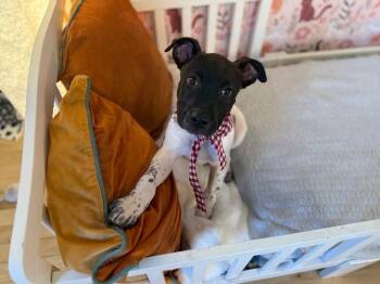 German Shorthaired Pointer and Pit Bull Terrier Dogs Available for Adoption - Silas Wrestle King | PetCurious