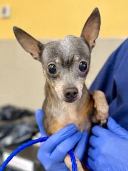 Chihuahua and Mixed Breed Dogs Available for Adoption in New Orleans, Louisiana - Pepperoncini | PetCurious