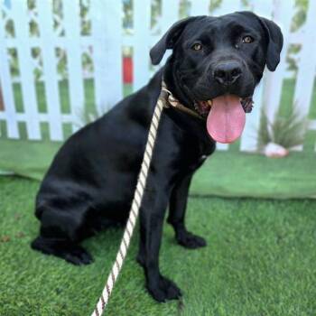 XENA -  Cane Corso Dog for Adoption in Long Beach, California - XENA | PetCurious