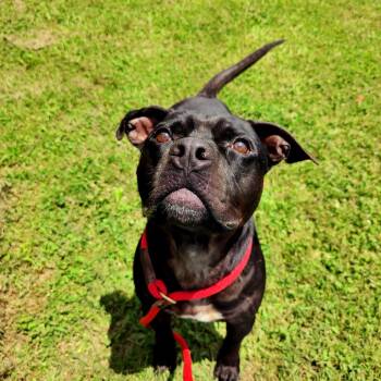 Dave -  Mixed Breed Dog for Adoption in Chattanooga, Tennessee - Dave | PetCurious