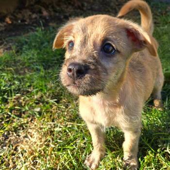Margot -  Mixed Breed Dog for Adoption in Shorewood, Illinois - Margot | PetCurious