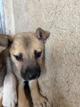 A478167 -  Black Mouth Cur and Mixed Breed Dog for Adoption in Oklahoma City, Oklahoma - A478167 | PetCurious