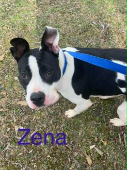 Zena -  Mixed Breed and Pit Bull Terrier Dog for Adoption in Princeton, Indiana - Zena | PetCurious