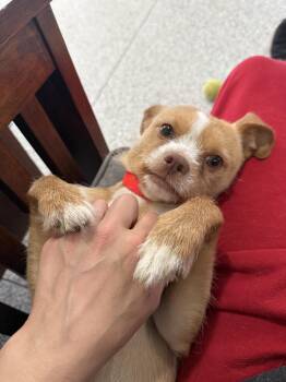 Wirehaired Terrier and Boston Terrier Dogs Available for Adoption in Indianapolis, Indiana - Pickle | PetCurious