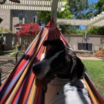 Billy/Kullen -  Border Collie Dog for Adoption in San Diego, California - Billy/Kullen | PetCurious