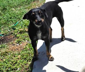 Dachshund Dogs Available for Adoption in Missouri City, Texas - Floriana OR14422-T | PetCurious