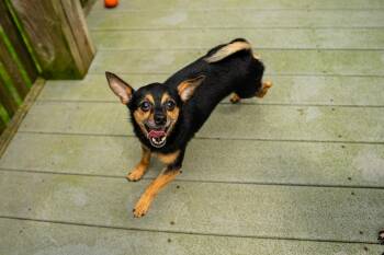 Petrie -  Chihuahua Dog for Adoption in Morgantown, West Virginia - Petrie | PetCurious
