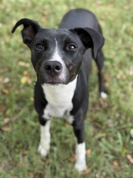 Rescue Pit Bull Terrier and Mixed Breed Dogs for Adoption in Knoxville, Tennessee - Angel | PetCurious