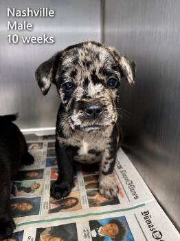 Nashville -  Catahoula Leopard Dog Dog for Adoption in Carmel Hamlet, New York - Nashville | PetCurious