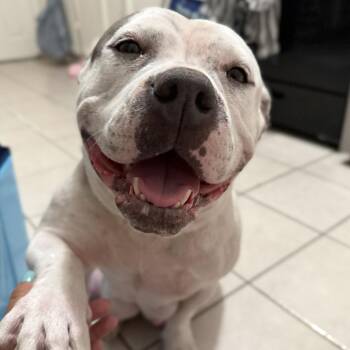 Edamame -  American Staffordshire Terrier Dog for Adoption in Turlock, California - Edamame | PetCurious