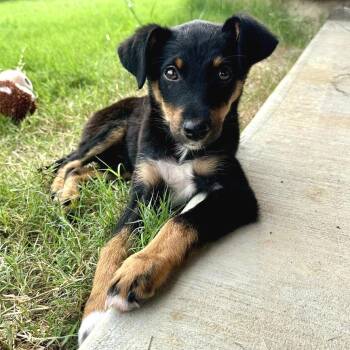 Mouse -  Miniature Pinscher and Retriever Dog for Adoption in Chattanooga, Tennessee - Mouse | PetCurious
