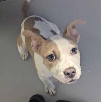 Moana~FOSTER or FOSTER TO ADOPT NEEDED~ -  Pit Bull Terrier Dog for Adoption in Minneapolis, Minnesota - Moana~FOSTER Or FOSTER TO ADOPT NEEDED~ | PetCurious